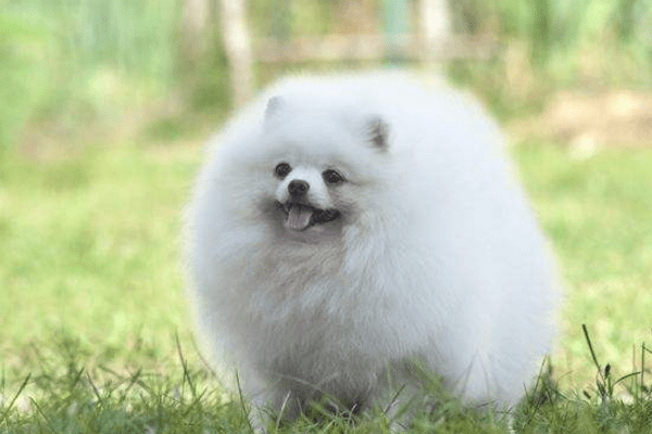 博美好还是金毛好?这就要看个人喜好了