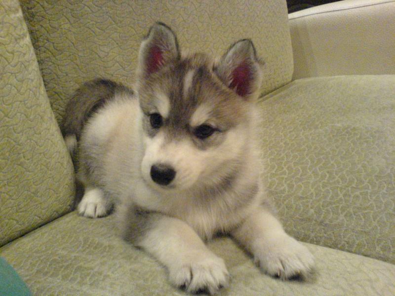 哈士奇为什么学狼叫?别以为是跟长相有关