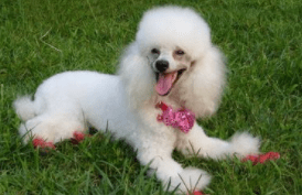 贵宾犬很瘦怎么办?得分析具体的原因