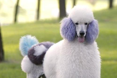 博美俊介跟博美一样吗?养宠小常识分享一下