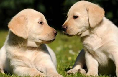 拉布拉多长得快吗,长得快到底好不好