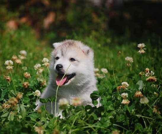 狗能不能吃虾?只能说慎重慎重