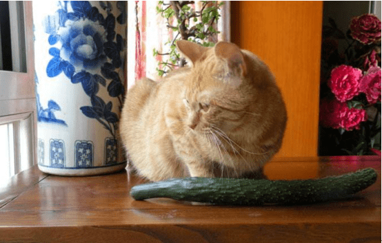 猫为什么怕黄瓜?不是怕其实是因为这个原因