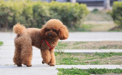 泰迪犬掉毛吗?注意区分正常不正常
