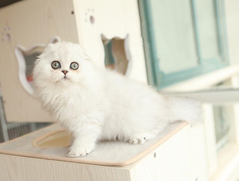 宠物猫品种图片大全,让你大开眼界