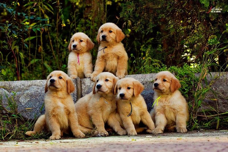 狗狗能吃酸奶吗?份量控制好是关键