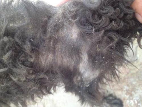 泰迪得了皮肤病怎么办?对症下药才会彻底