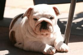 英国斗牛犬寿命多长,健康生活才长寿