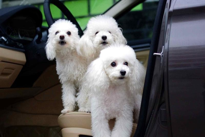 贵宾犬能听懂人说话吗?看看是怎么个说法