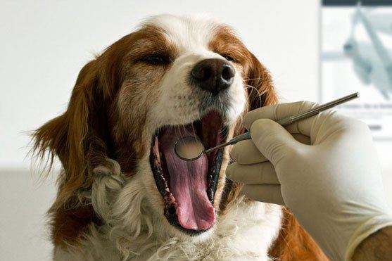 狗疫苗怎么打?根据适当的时间来