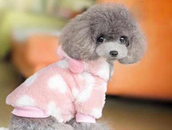 茶杯犬寿命,真相竟如此“悲惨”