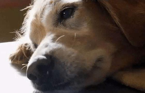 狗狗会哭吗?看完这些知识你会明白的