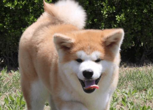跟秋田犬很像的狗,柴犬和它可能是亲兄弟