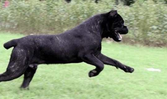 卡斯罗犬怎么训练?切忌不能太有爱心