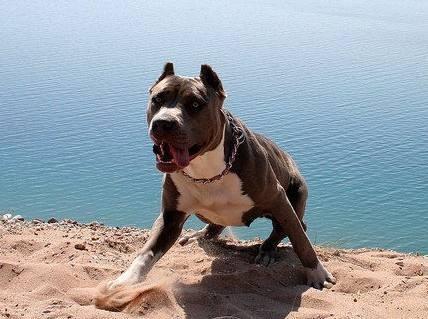 比特犬训练方法，越是猛犬越要严厉