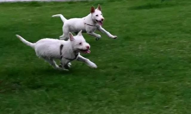 下司犬厉害吗，&ldquo;中华名猎&rdquo;世界第三