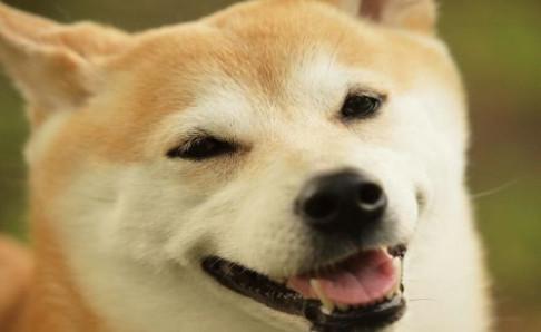 小狗身上有皮屑怎么办？试试这个办法