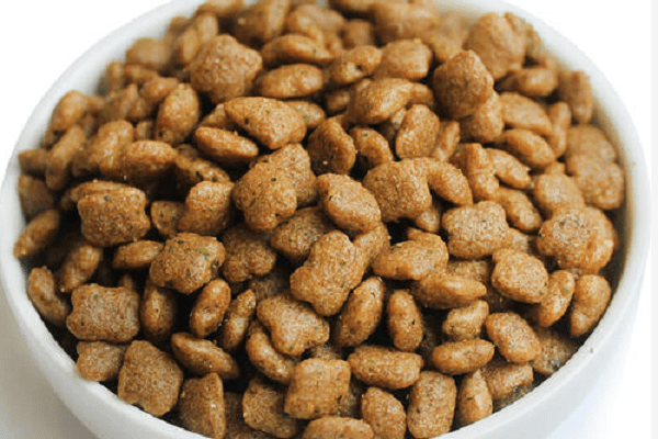 贵宾犬不喂狗粮可以吗?这份建议请看看