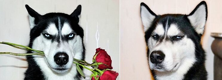 哈士奇搞笑图片，二哈称谓名不虚传