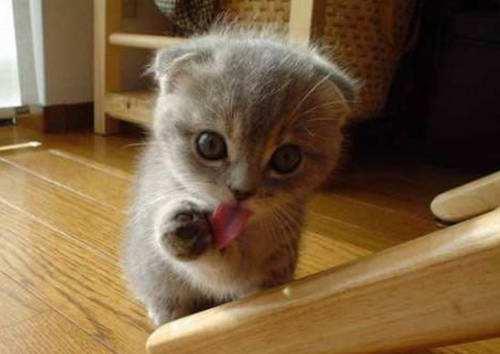 小猫拉稀能自愈吗?也要分轻重缓急