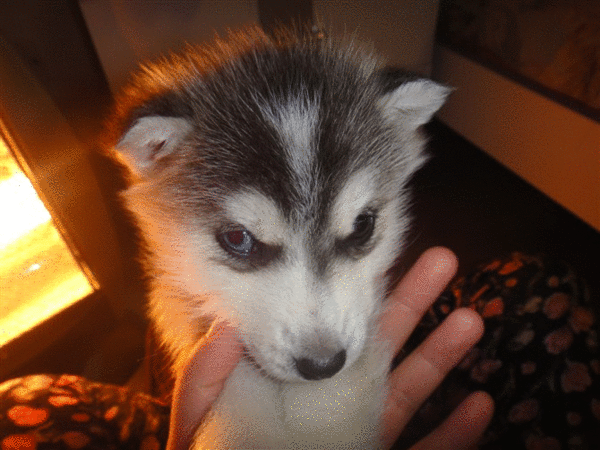 养哈士奇禁忌，除了有点二也没啥注意的