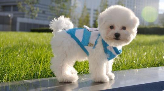 比熊犬怎么喂养?照这样准没错