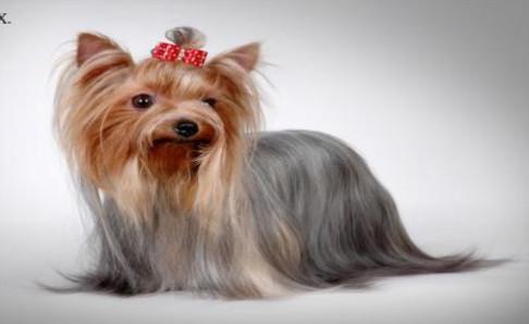 宠物狗一天喂几次？跟着年龄来