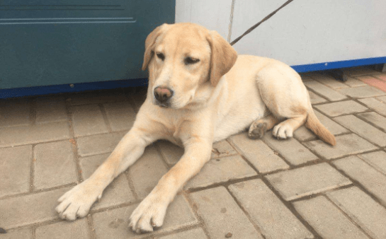 半岁拉布拉多怎么训练，注意好这几点就行了