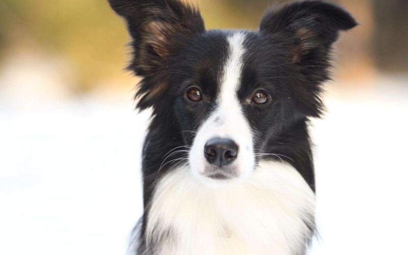 边境牧羊犬胆子小吗?不能一概而论