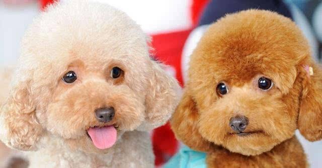 泰迪的饮食禁忌,这些东西一定要谨记