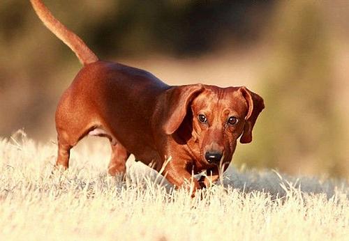 腊肠犬如何训练,训练有素的腊肠最迷人