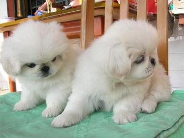 京巴犬吃什么？饮食还是要有所讲究