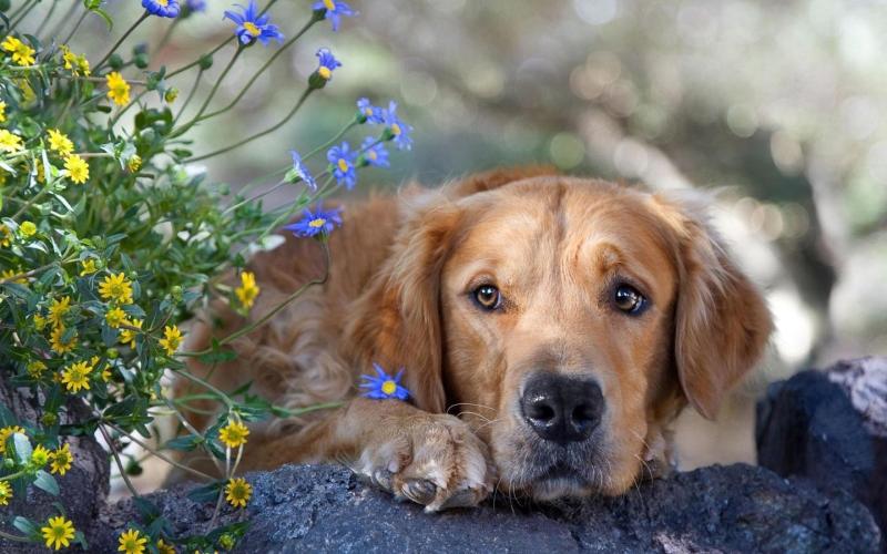 金毛犬的缺点有哪些?其实这是共性