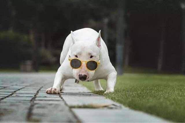 马士提夫犬打架厉害吗?这是很厉害的护家犬