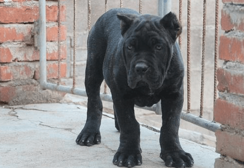 卡斯罗犬吃什么?专业狗粮更适合它