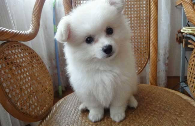 银狐犬吃什么?这些食物都是上上之选