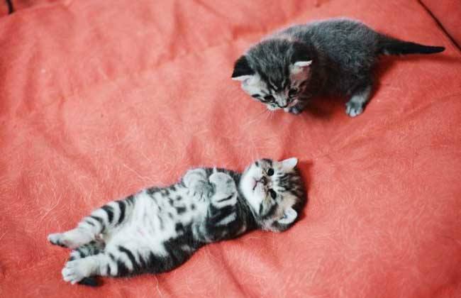 茶杯猫多少钱一只~记好这些谨慎购买