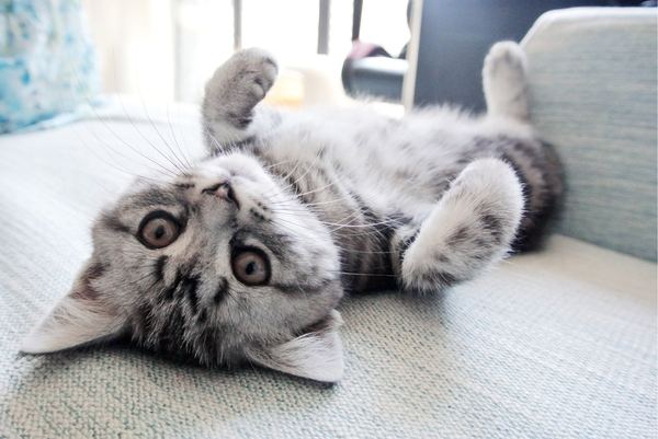 猫食欲不振  专家教你拯救喵星人