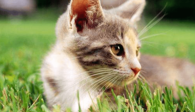 猫什么时候绝育?一般这个时候就可以了