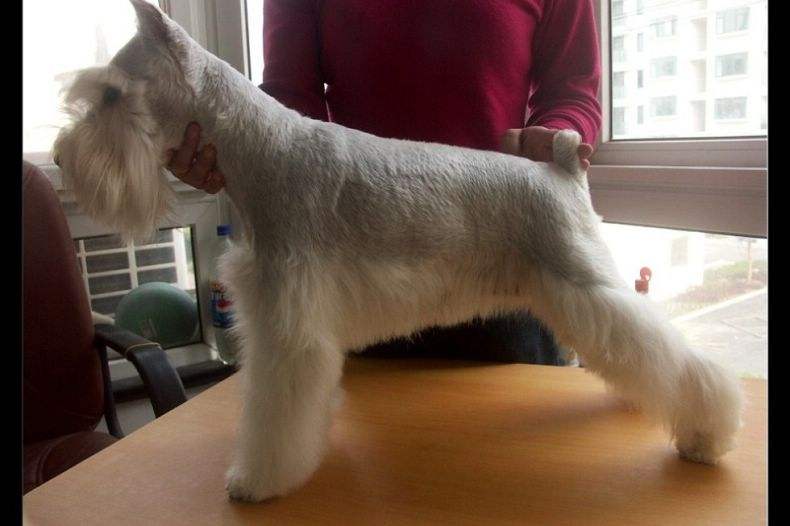 白色雪纳瑞多少钱一只?看清楚看明白再入手