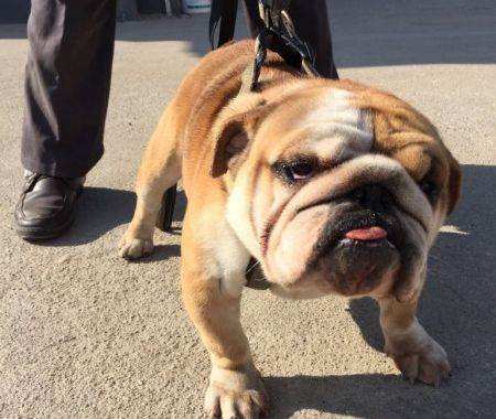 斗牛犬有哪些品种，各个国家斗牛犬都不同