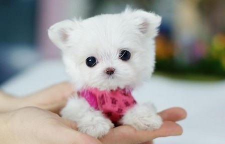 茶杯贵宾价格,盘点2018最新价格