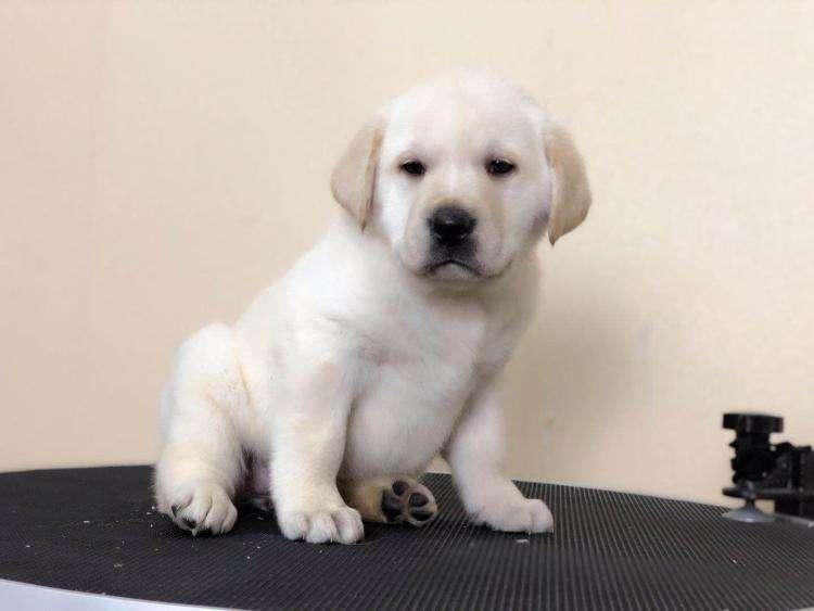 拉布拉多幼犬怎么训练?聪明的狗子该这样来