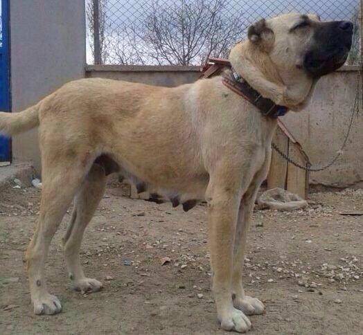 坎高犬和罗维纳哪个好?看是实用还是拉风