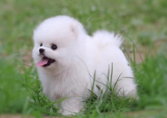 白博美毛怎么越来越黄?真不是一二种原因导致的