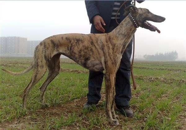 格力犬和灵缇犬的区别,分辨起来并不难