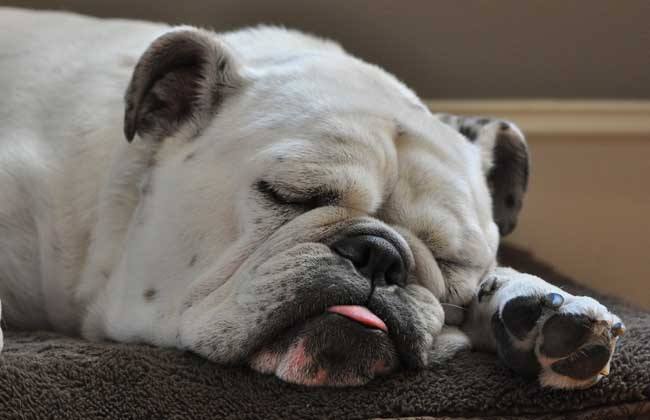 斗牛犬怎么样，该怎么饲养?