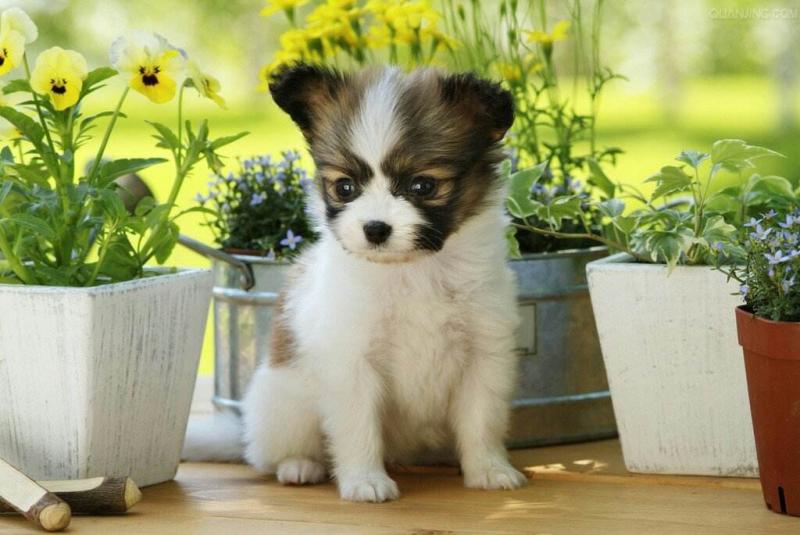 蝴蝶犬为什么那么凶?千万不要误会了它们