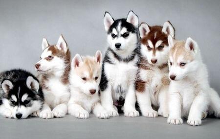 哈士奇不会狗叫?小哈不会叫的真正原因