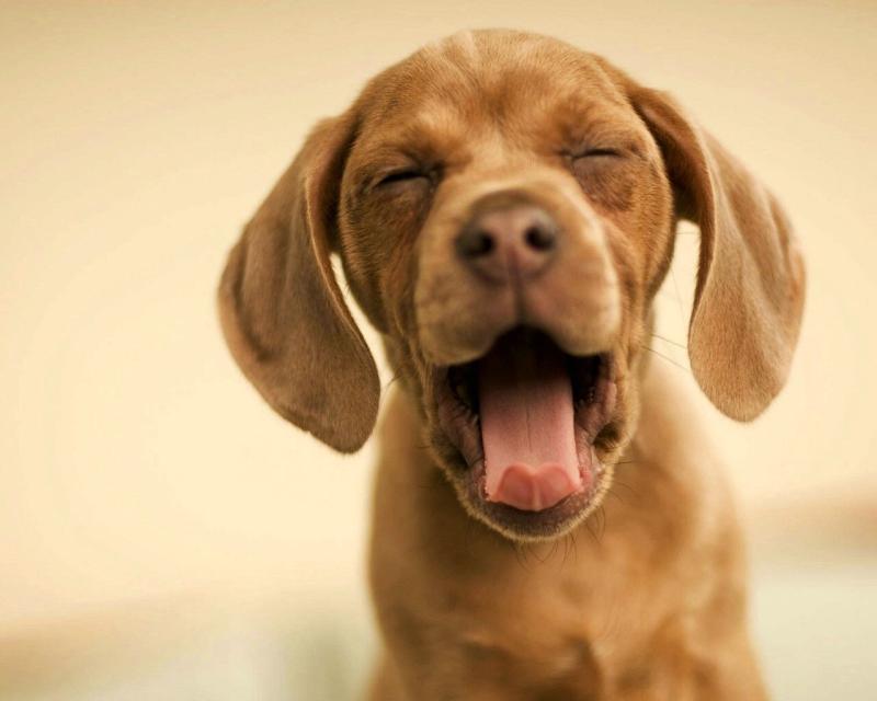 狗的眼睛能分辨哪些颜色？它的世界色彩不多